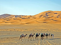 Camel caravan